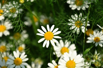 Bild aus Impressionen Kräuterkunde