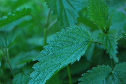 Bild aus Impressionen Kräuterkunde